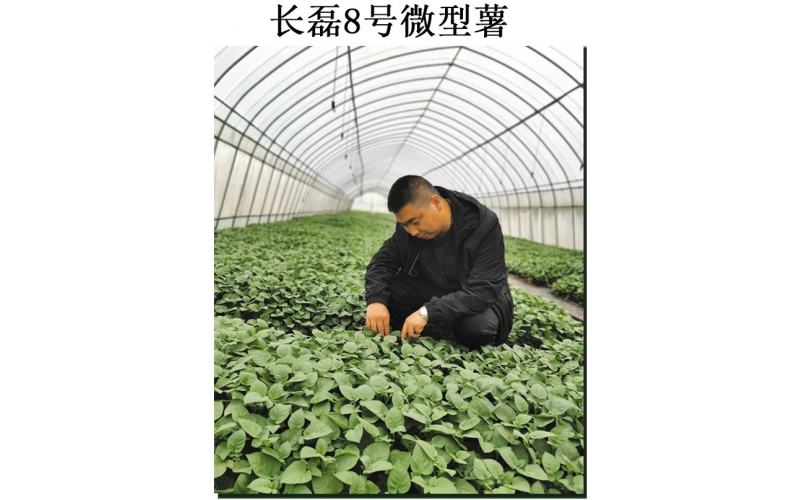 長磊農業科技開發有限公司品種研發