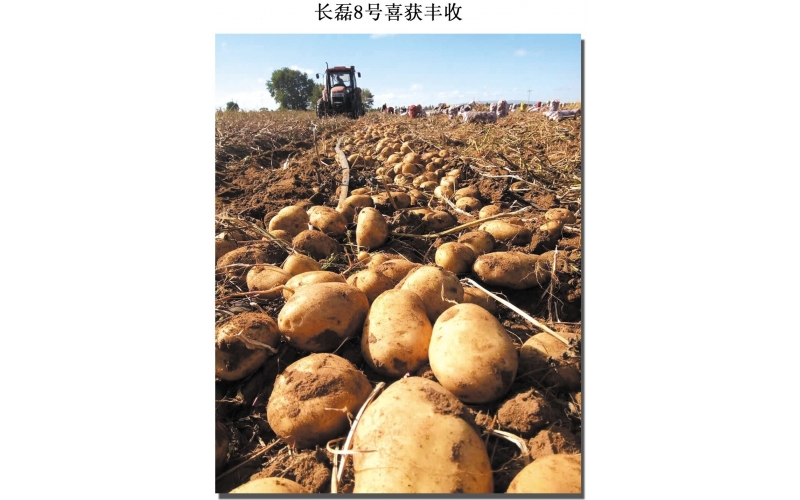 長磊公司種薯用戶在各地大田種植效果